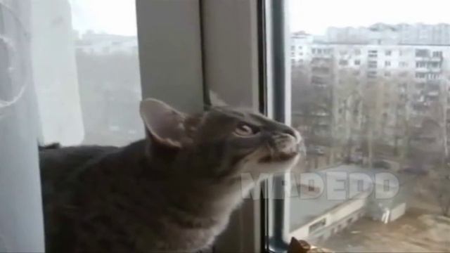Кот азбука морзе смотреть онлайн