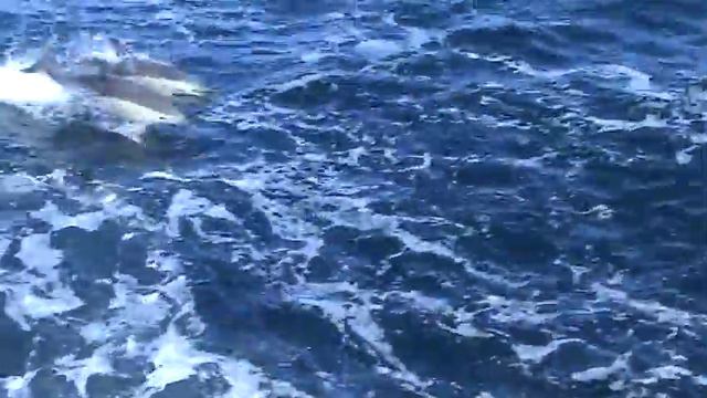 Дельфинов стая смотреть онлайн