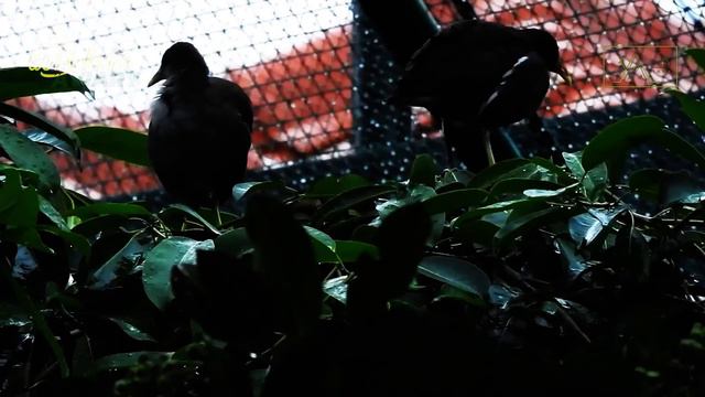 Meet The Common Moorhen, The Cute Birds With Red Shield On Their Heads - 9th Episode смотреть онлайн