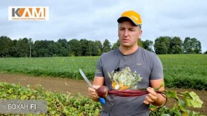 Свёкла столовая Бохан F1