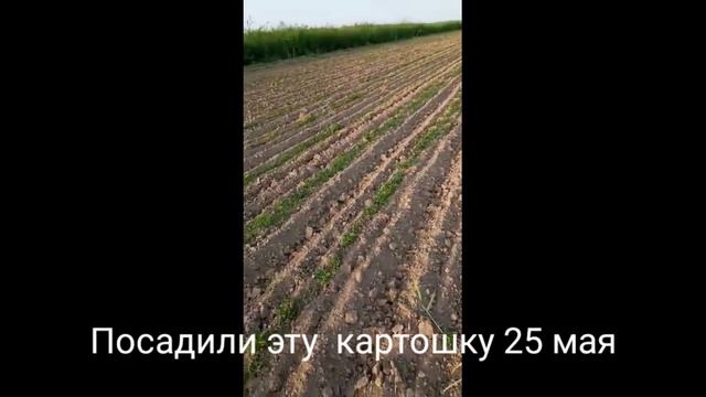Камал фермер .Прополка.Рисовые поля.Как растет хлопок смотреть онлайн