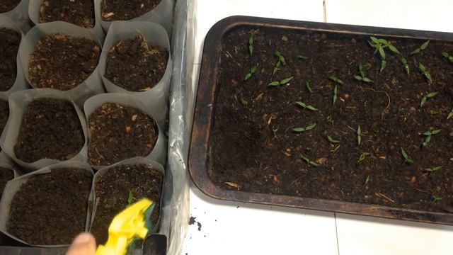 Выращивание рассады перца - часть 2 "пикировка" Как правильно пикировать перец смотреть онлайн
