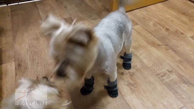 Первый раз надели ботинки для собак)! Очень смешно обязательно посмотрите. смотреть онлайн