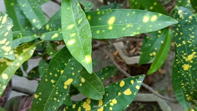 "The CROTON SERIES"Ep7 - The Yellow Dotted One!!! 💙💙 смотреть онлайн