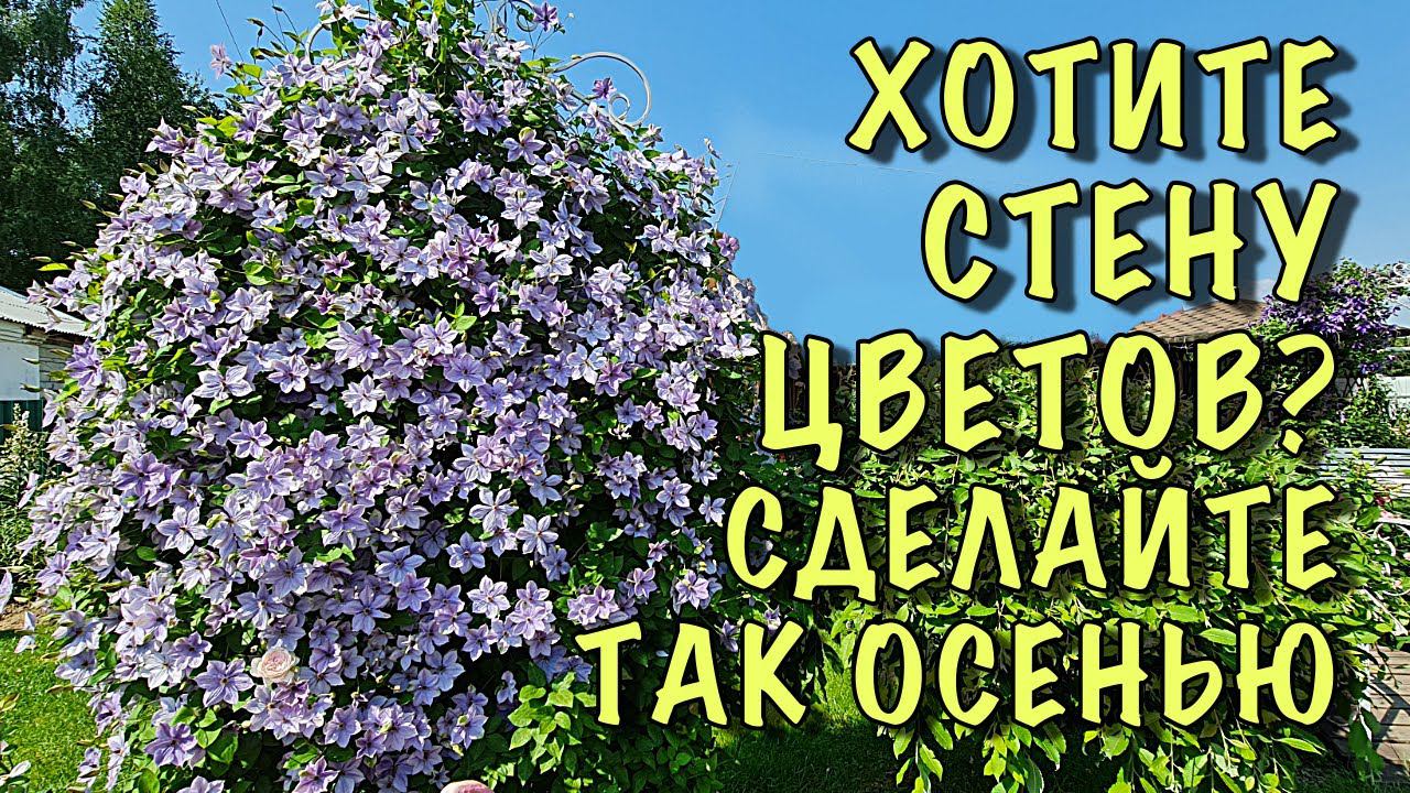 Сделайте ТАК с КЛЕМАТИСАМИ ОСЕНЬЮ, если ХОТИТЕ СТЕНУ из ЦВЕТОВ. Обрезка, подкормка, укрытие смотреть онлайн