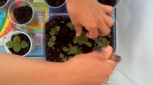 Глоксинии из семян. Когда нужно пикировать сеянцы глоксинии.