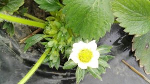 Первые цветоносы клубники Клери. Весенние работы с клубникой.