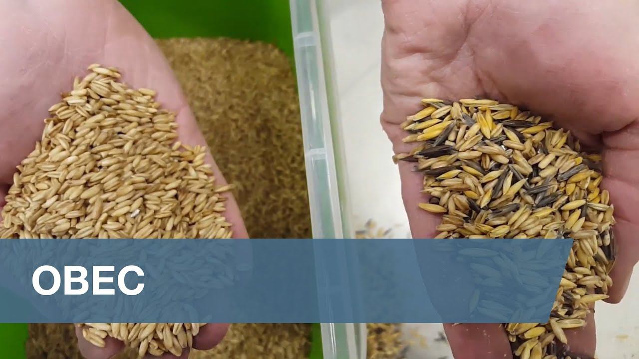Сортировка Овса / Oat Sorting
