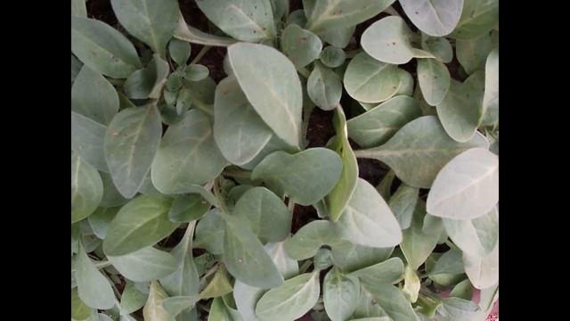 Петуния серии Capri.