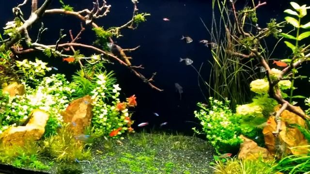 Мой аквариум 730 л. Фотосинтез. (Две недели от запуска) смотреть онлайн