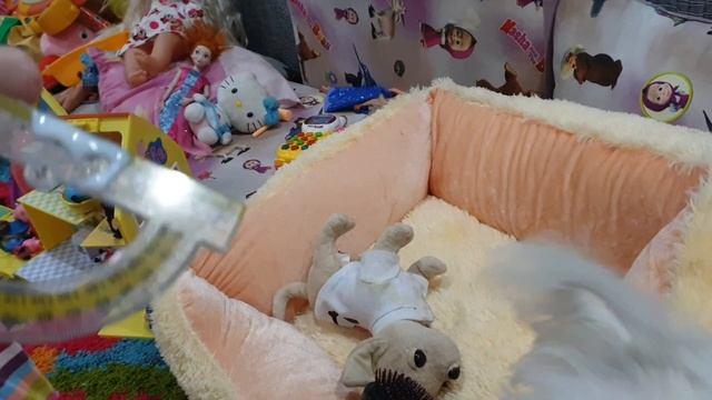 Гучи с новой резиночкой # игровое настроение # Мальтийская болонка # щенок болонки#Мальтез# девочка смотреть онлайн