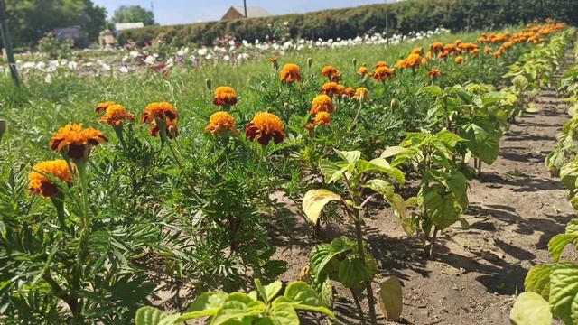 100 идей озеленения. Лучшие клумбы | Идеи для сада смотреть онлайн