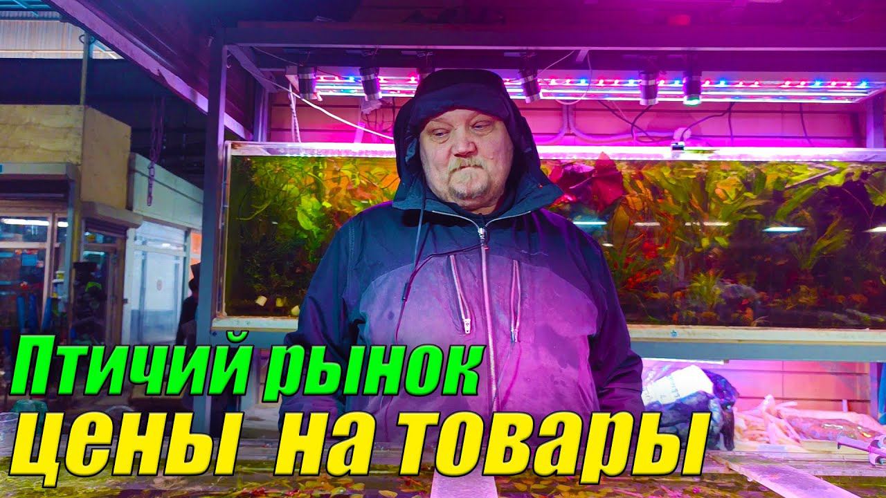 Птичий рынок Садовод.[Цены на рыбок, растения и корм!] смотреть онлайн
