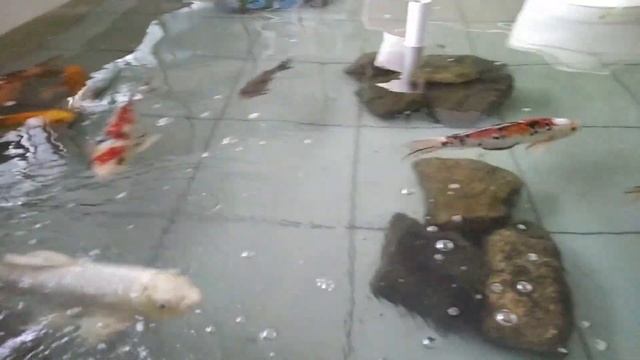 Отдал себя на съедение рыбам!!! Знакомство с японскими карпами Кои смотреть онлайн