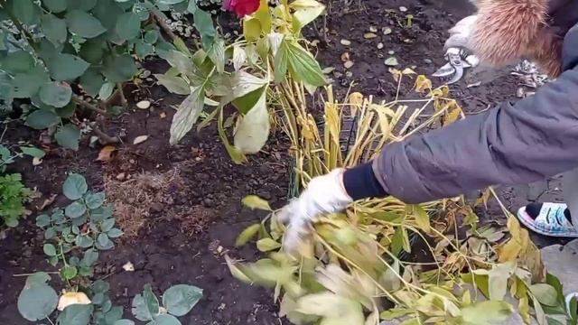 Уборка в цветнике на зиму. Садовый лайфхак. Обрезка пионов и хост. смотреть онлайн