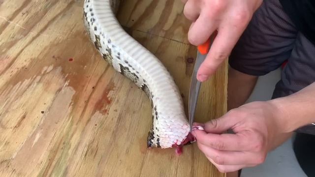 CATCH AND COOK 15ft WILD BURMESE PYTHON from SEWER !! смотреть онлайн