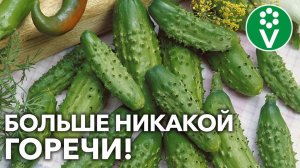 ВСЕ ОГУРЦЫ И КАБАЧКИ РАСТУТ СЛАДКИЕ, ЕСЛИ ДЕЛАТЬ ТАК! Устраняем горечь агротехническими методами!