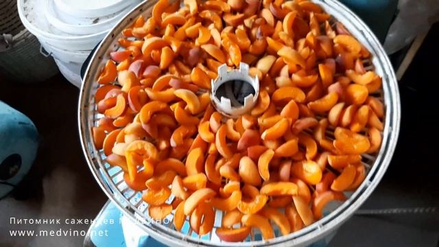 О сушке абрикосов смотреть онлайн