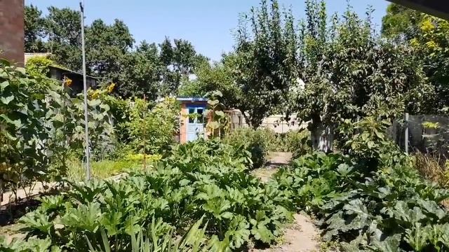 Ейск?Копаем чеснок. Парусник Подалирий. Биточки с овощами. "Любимый Василёк". Информация от Андрея смотреть онлайн