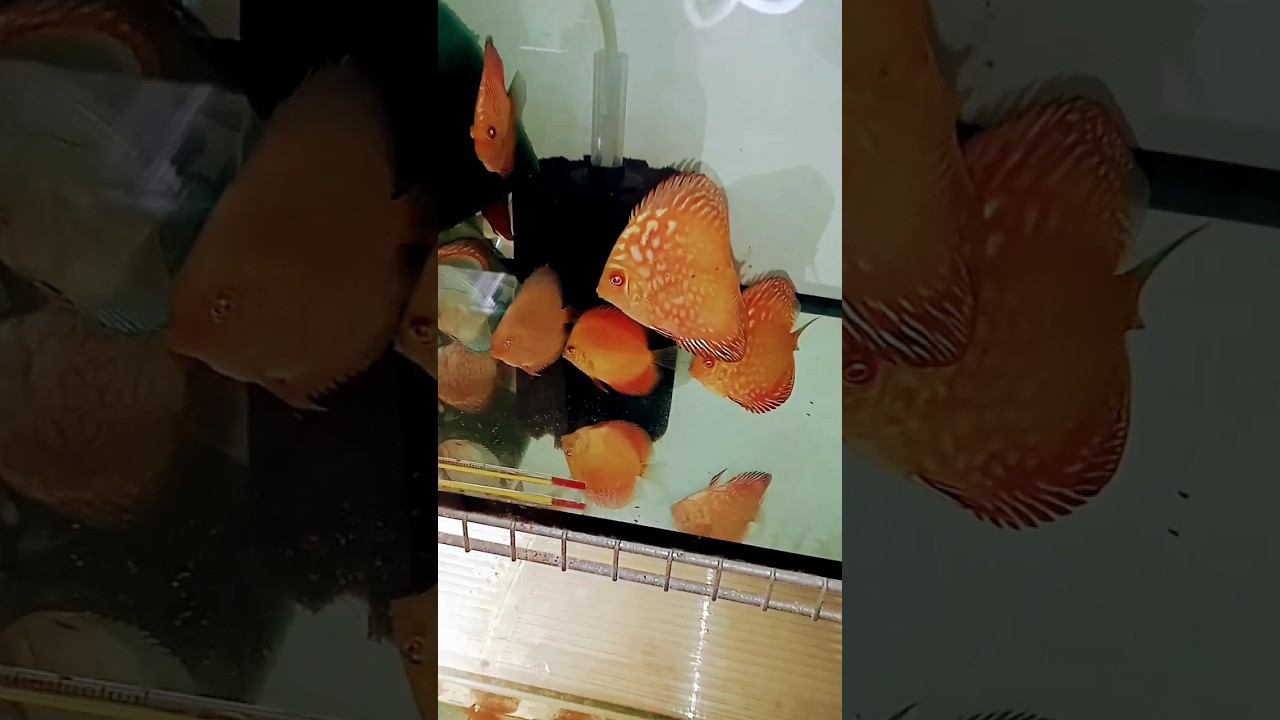 Дискусы в Донецк смотреть онлайн