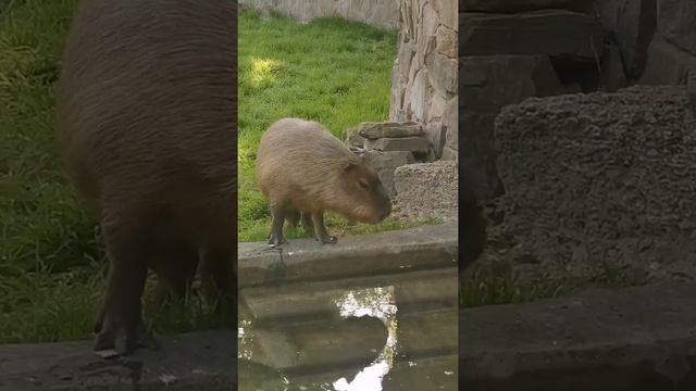 Capybara at the ZOO in Russia. Hydrochoerus hydrochaeris. Капибара в Ростовском зоопарке. смотреть онлайн