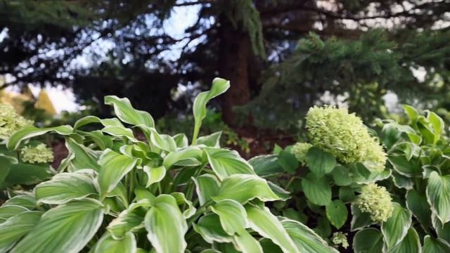 August HYDRANGEA GARDEN TOUR | 2021 смотреть онлайн