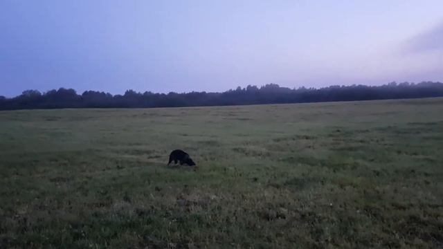 РОС Рем 11 месяцев. Подача утки. смотреть онлайн