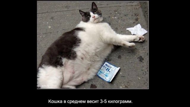 топ 10 интересных фактов о кошках