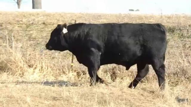 KCBO Earthquake 40e смотреть онлайн