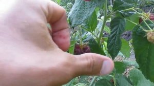 Плодоношение малины Джоан Джей (Joan J) - урожай 2017