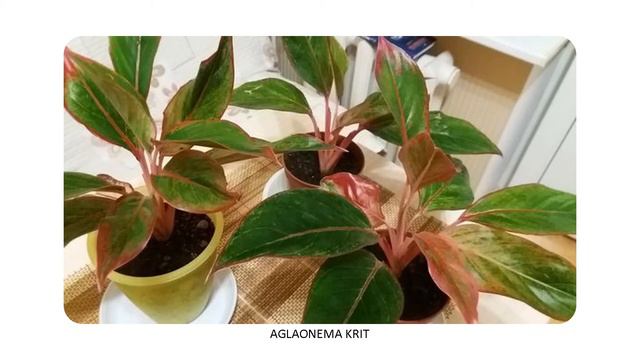 SOME AGLAONEMA VARIETIES смотреть онлайн