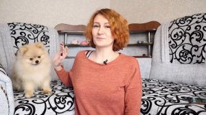 Мишка или Лисичка ?  | Определяем тип щенка шпица