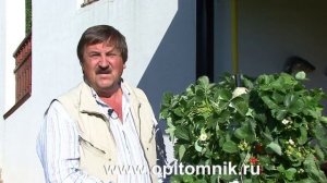 Вертикальная грядка для клубники своими руками