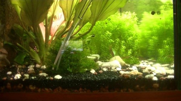 Полусфера для мха. Результат посадки и подрезка. Hemisphere for moss. The result of planting