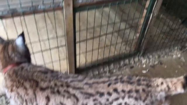 Рыся в гостях у Симбы/часть 2 смотреть онлайн