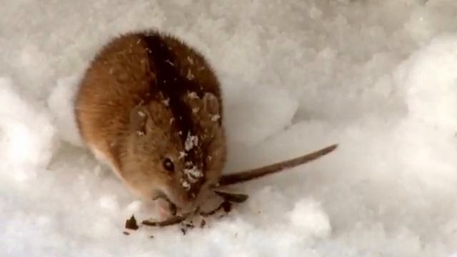 Радость зимнего леса смотреть онлайн