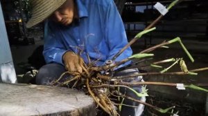 Как поделить Бартзеллу? / Сад Ворошиловой