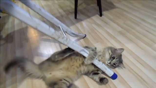 Тренировка кота. Fun with cats. A funny video смотреть онлайн