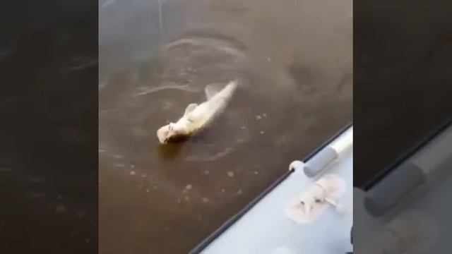 1.09.19. Рыбалка. Клевое местечко. Камское устье смотреть онлайн