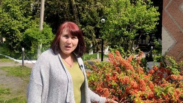 Хеномелес (Японская айва). Выращивание и уход.