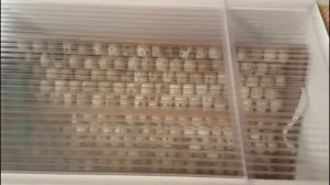 Периоды инкубации перепелов. Инкубация перепелов. Режим инкубации. Мои перепела. Дачная жизнь ТВ.