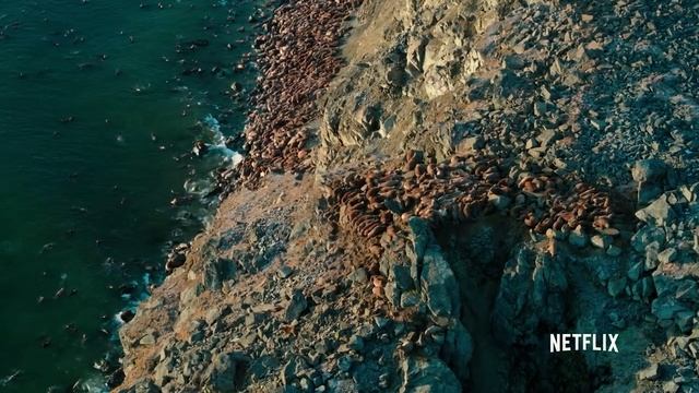 Кто такой Морж быстрый краткий обзор / Морж крутится в воде, морж на льду, моржи зимой смотреть онлайн