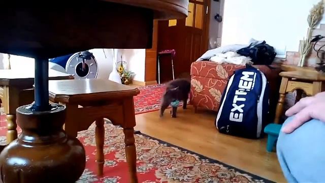 Тренированный кот смотреть онлайн