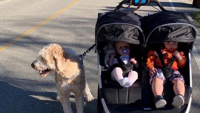 Thule Urban Glide 2 Jogging Stroller Review смотреть онлайн