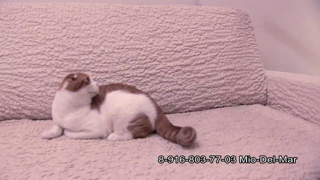 Шотландские котята 6 месяцев смотреть онлайн