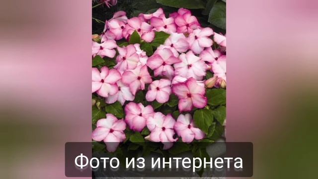 Бальзамин или Катарантус, или как перепутала цветок... смотреть онлайн