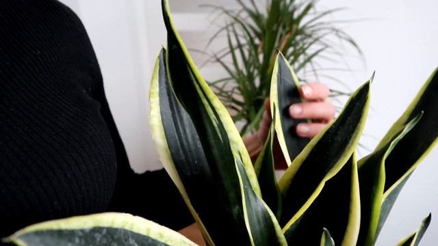 Sansevieria (Snake Plant) Black Gold | A Dream Houseplant | Cuttings As A Gift |Vlog