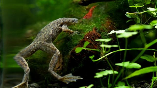 С какими рыбками уживаются креветки черри ?! смотреть онлайн