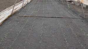 Особенности выращивания рассады томатов в парнике.