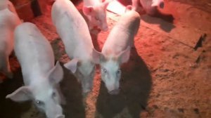 Уход за поросятами после отлучки от свиноматки